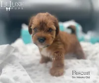Biscuit, a male Yorkshire Terrier for sale in Scottsdale, AZ – 3 of 8