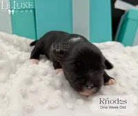 Rhodes, a male Shorkie for sale in Scottsdale, AZ – 4 of 9