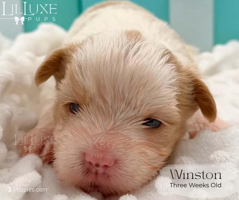 Winston – Yorkshire Terrier puppy for sale in Scottsdale, AZ