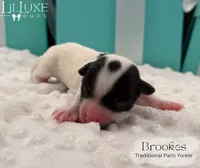 Brookes, a male Yorkshire Terrier for sale in Scottsdale, AZ – 4 of 10
