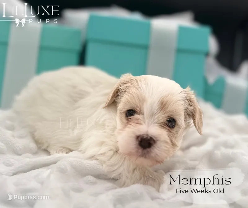 Memphis – Morkie puppy for sale in Scottsdale, AZ