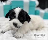 Brookes, a male Yorkshire Terrier for sale in Scottsdale, AZ – 3 of 10