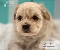 Austin, a male Morkie for sale in Scottsdale, AZ – 5 of 10
