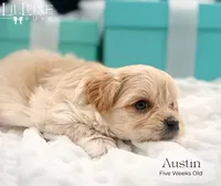 Austin, a male Morkie for sale in Scottsdale, AZ – 4 of 10