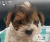 Honey , a female Yorkshire Terrier for sale in Scottsdale, AZ – 5 of 9