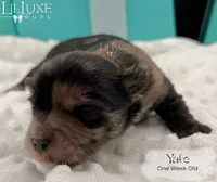 Yale, a male Shorkie for sale in Scottsdale, AZ – 3 of 10