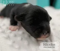 Rhodes, a male Shorkie for sale in Scottsdale, AZ – 8 of 9