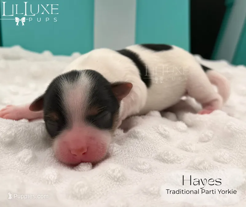 Hayes – Yorkshire Terrier puppy for sale in Scottsdale, AZ