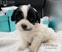 Brookes, a male Yorkshire Terrier for sale in Scottsdale, AZ – 6 of 10