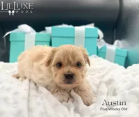 Austin, a male Morkie for sale in Scottsdale, AZ – 7 of 10