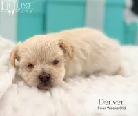 Denver, a male Morkie for sale in Scottsdale, AZ – 10 of 10