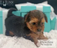 Peaches, a female Yorkshire Terrier for sale in Scottsdale, AZ – 10 of 10