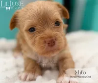 Milo, a male Yorkshire Terrier for sale in Scottsdale, AZ – 7 of 10