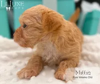 Millie, a female Yorkshire Terrier for sale in Scottsdale, AZ – 8 of 10