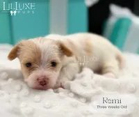 Remi, a female Yorkshire Terrier for sale in Scottsdale, AZ – 2 of 10