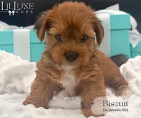 Biscuit, a male Yorkshire Terrier for sale in Scottsdale, AZ – 2 of 8