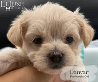 Denver, a male Morkie for sale in Scottsdale, AZ – 2 of 10