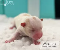 Winston, a male Yorkshire Terrier for sale in Scottsdale, AZ – 7 of 9