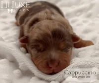 Cappuccino, a female Yorkshire Terrier for sale in Scottsdale, AZ – 3 of 10