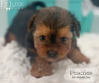 Peaches, a female Yorkshire Terrier for sale in Scottsdale, AZ – 2 of 10