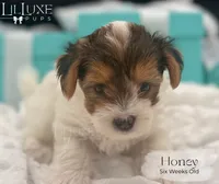 Honey , a female Yorkshire Terrier for sale in Scottsdale, AZ – 4 of 9