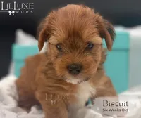 Biscuit, a male Yorkshire Terrier for sale in Scottsdale, AZ – 8 of 8