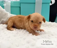 Millie, a female Yorkshire Terrier for sale in Scottsdale, AZ – 2 of 10