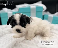 Brookes, a male Yorkshire Terrier for sale in Scottsdale, AZ – 5 of 10