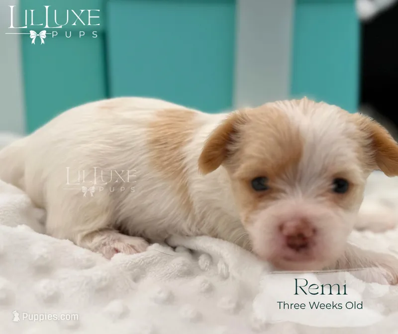 Remi – Yorkshire Terrier puppy for sale in Scottsdale, AZ