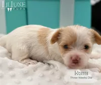 Remi, a female Yorkshire Terrier for sale in Scottsdale, AZ – 1 of 10