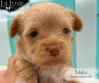 Milo, a male Yorkshire Terrier for sale in Scottsdale, AZ – 10 of 10