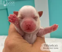 Winston, a male Yorkshire Terrier for sale in Scottsdale, AZ – 5 of 9
