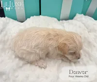 Denver, a male Morkie for sale in Scottsdale, AZ – 7 of 10