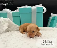 Millie, a female Yorkshire Terrier for sale in Scottsdale, AZ – 9 of 10