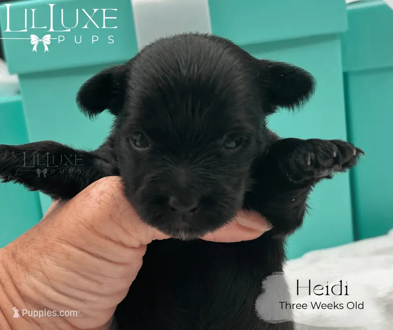 Heidi – Yorkshire Terrier puppy for sale in Scottsdale, AZ