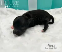 Pippi, a female Yorkshire Terrier for sale in Scottsdale, AZ – 4 of 10