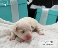 Cornell, a male Shorkie for sale in Scottsdale, AZ – 8 of 9