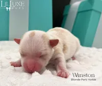 Winston, a male Yorkshire Terrier for sale in Scottsdale, AZ – 4 of 9