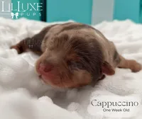 Cappuccino, a female Yorkshire Terrier for sale in Scottsdale, AZ – 5 of 10
