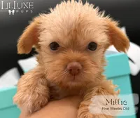 Millie, a female Yorkshire Terrier for sale in Scottsdale, AZ – 5 of 10