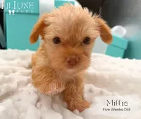 Millie, a female Yorkshire Terrier for sale in Scottsdale, AZ – 9 of 10