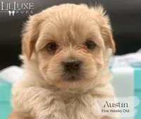 Austin, a male Morkie for sale in Scottsdale, AZ – 6 of 10