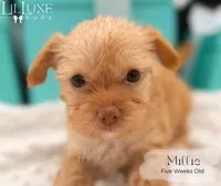 Millie, a female Yorkshire Terrier for sale in Scottsdale, AZ – 6 of 10