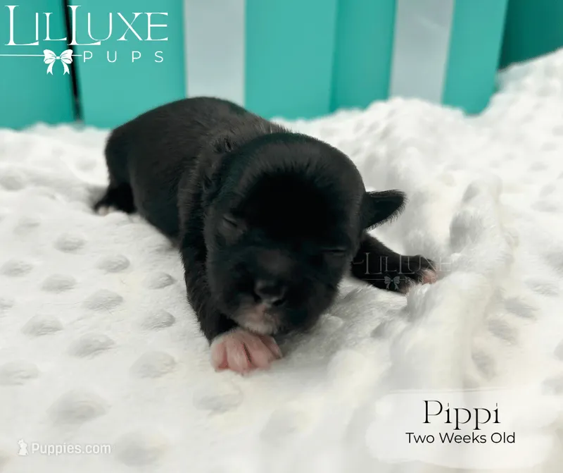 Pippi – Yorkshire Terrier puppy for sale in Scottsdale, AZ