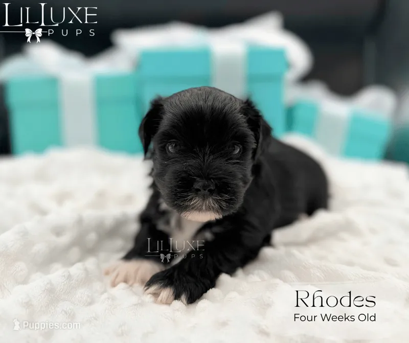Rhodes – Shorkie puppy for sale in Scottsdale, AZ