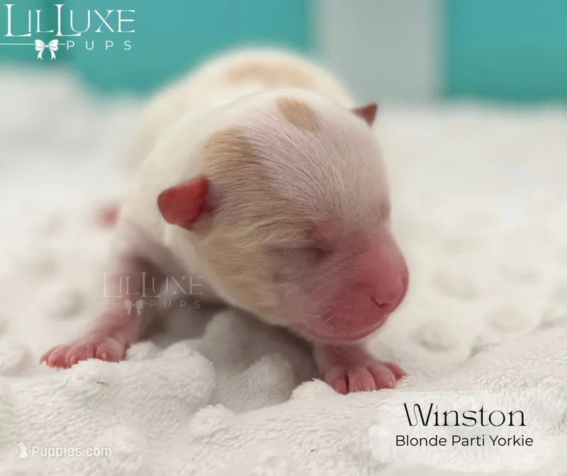 Winston – Yorkshire Terrier puppy for sale in Scottsdale, AZ