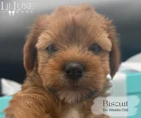 Biscuit, a male Yorkshire Terrier for sale in Scottsdale, AZ – 4 of 8