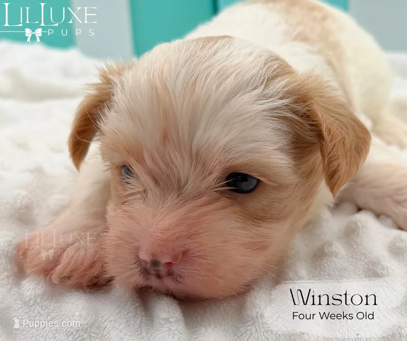 Winston – Yorkshire Terrier puppy for sale in Scottsdale, AZ