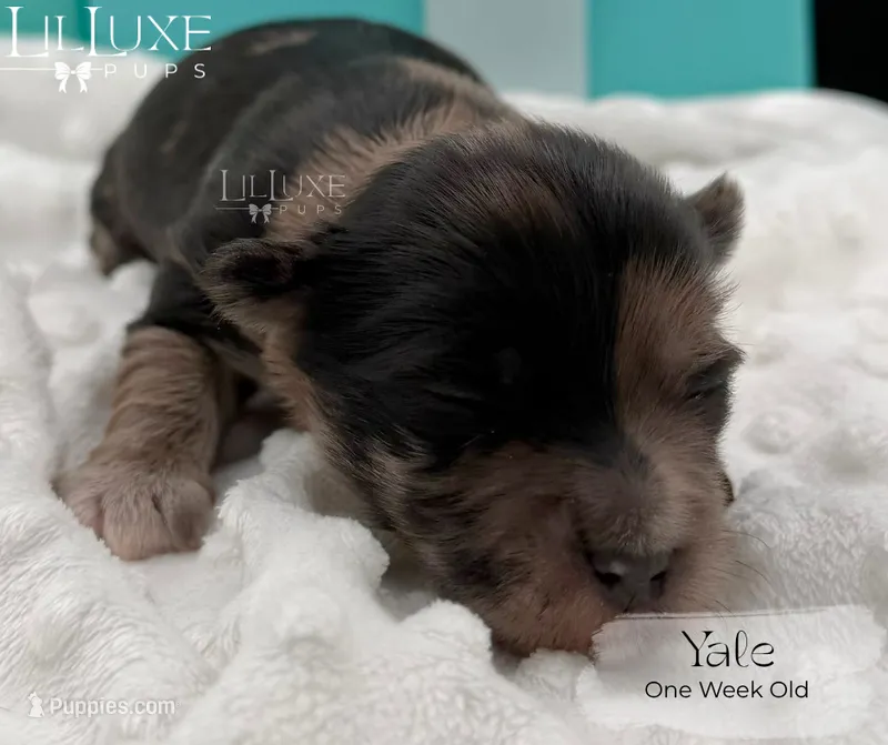 Yale – Shorkie puppy for sale in Scottsdale, AZ