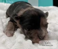 Yale, a male Shorkie for sale in Scottsdale, AZ – 1 of 10